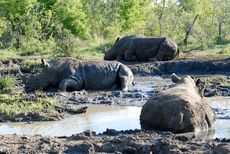 Breitmaulnashorn (20 von 28).jpg